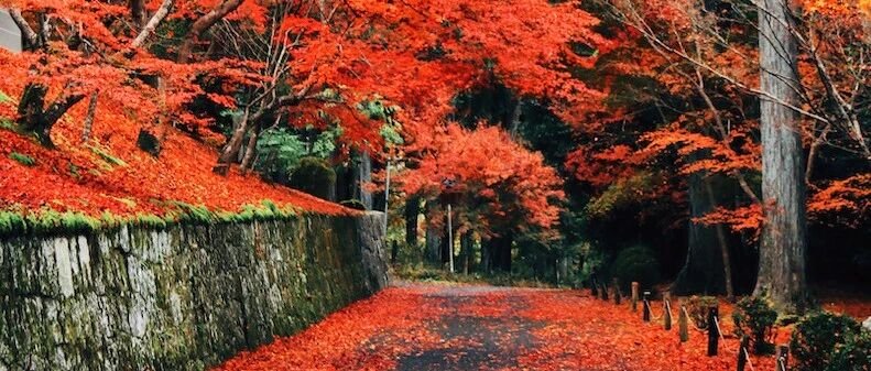 Kyoto Autumn Leaves | How Breathtakingly Beautiful Is the Maple Season?
