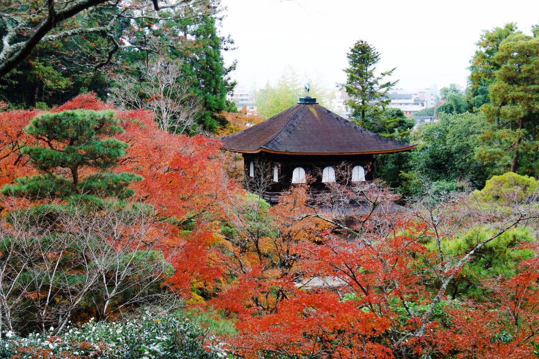 Kyoto Autumn Leaves | How Breathtakingly Beautiful Is the Maple Season? - Photo 11