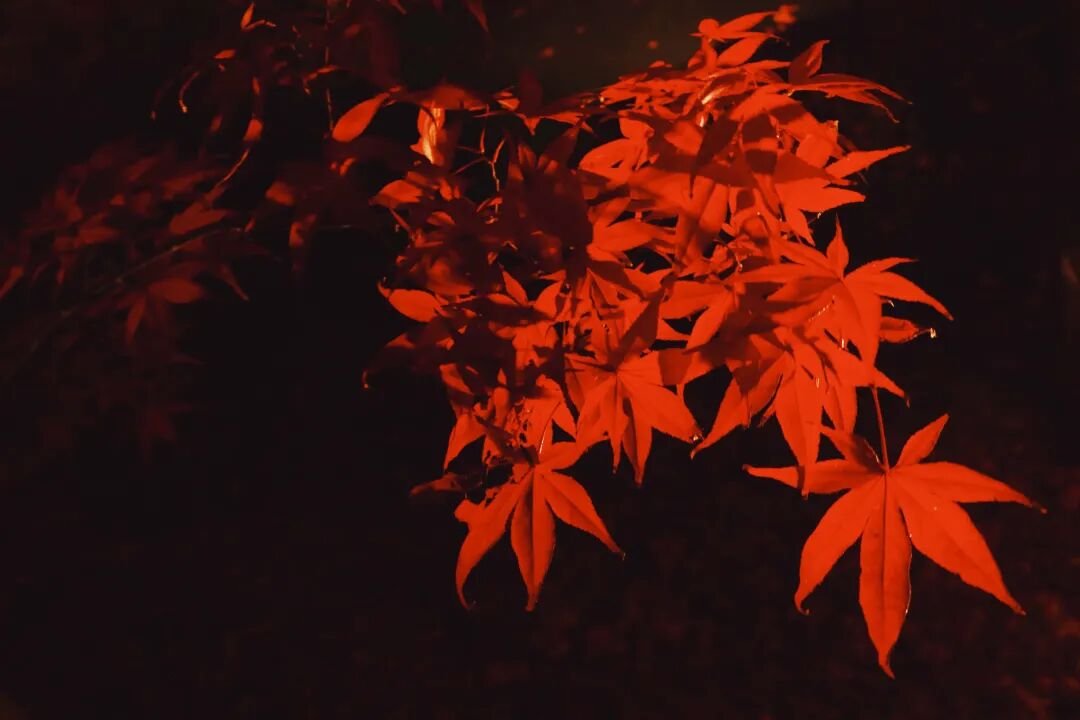 Kyoto Autumn Leaves | How Breathtakingly Beautiful Is the Maple Season? - Photo 20