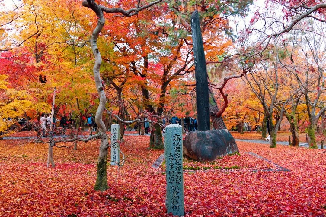 Kyoto Autumn Leaves | How Breathtakingly Beautiful Is the Maple Season? - Photo 47
