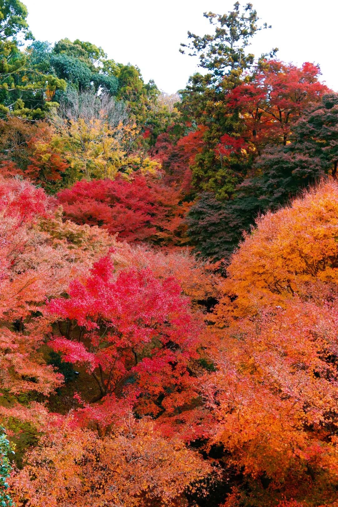 Kyoto Autumn Leaves | How Breathtakingly Beautiful Is the Maple Season? - Photo 49