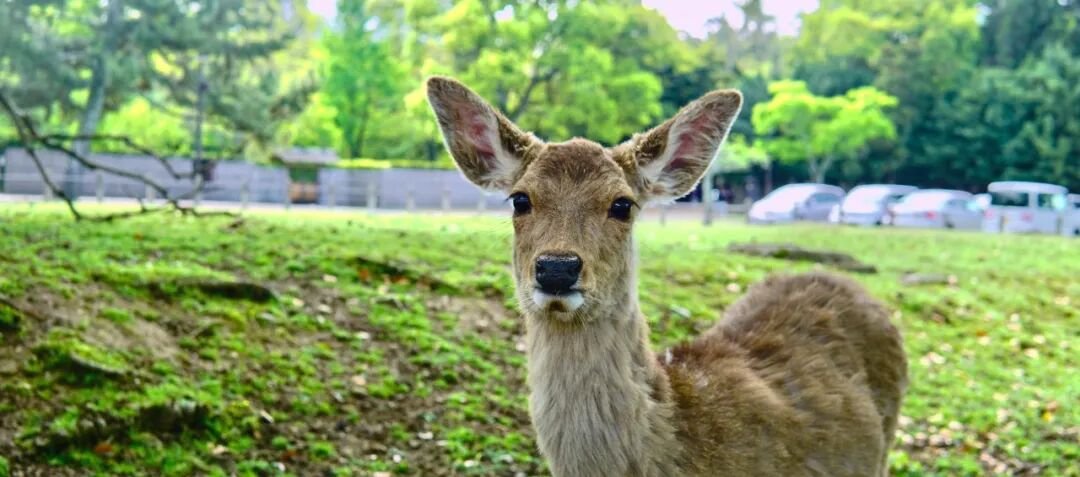 Japan Kansai Travel Guide | 5 Days in Nara and Kobe - Photo 20
