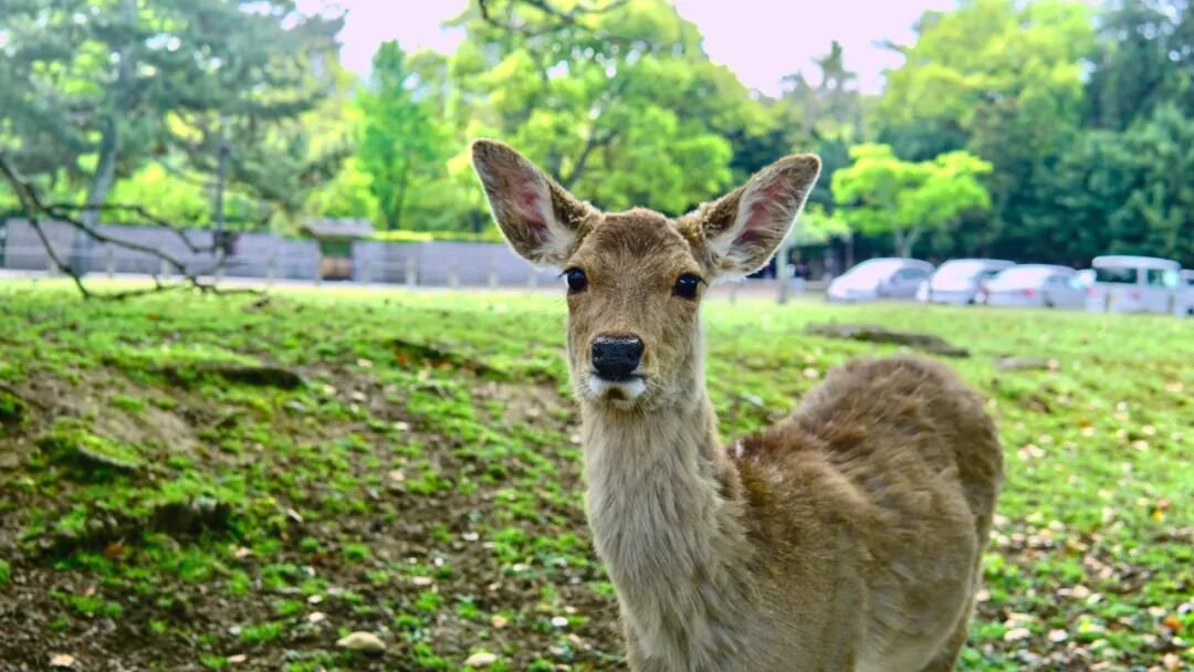 Japan Kansai Travel Guide | 5 Days in Nara and Kobe - Photo 9