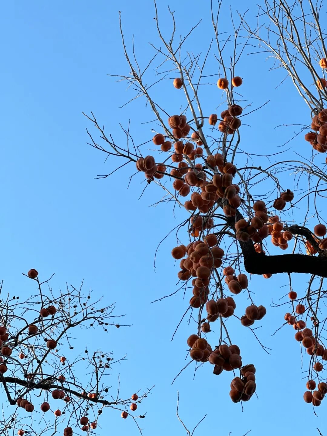 Beijing | Forbidden City CityWalk - 4km Unlocking 3 Famous Parks - Photo 12